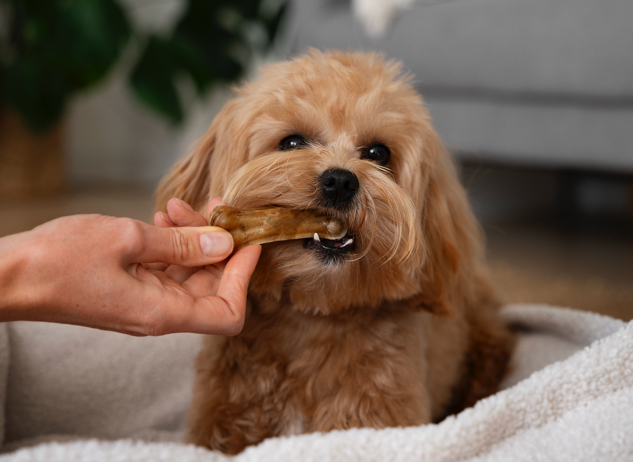 The Fast & The Furry-ous: Why Your Dog Needs a Slow Feeder